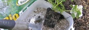 Mycorhizes pour le jardinier