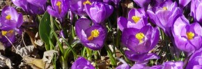 Crocus