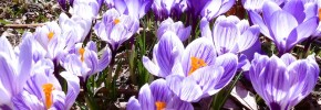 fleurs ,crocus, printemps, jour de la terre