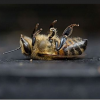 https://actions.sumofus.org/a/bayer-tente-d-annuler-l-interdiction-de-pesticides-tueurs-d-abeilles-en-europe-1
