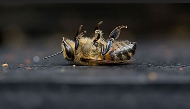 https://actions.sumofus.org/a/bayer-tente-d-annuler-l-interdiction-de-pesticides-tueurs-d-abeilles-en-europe-1
